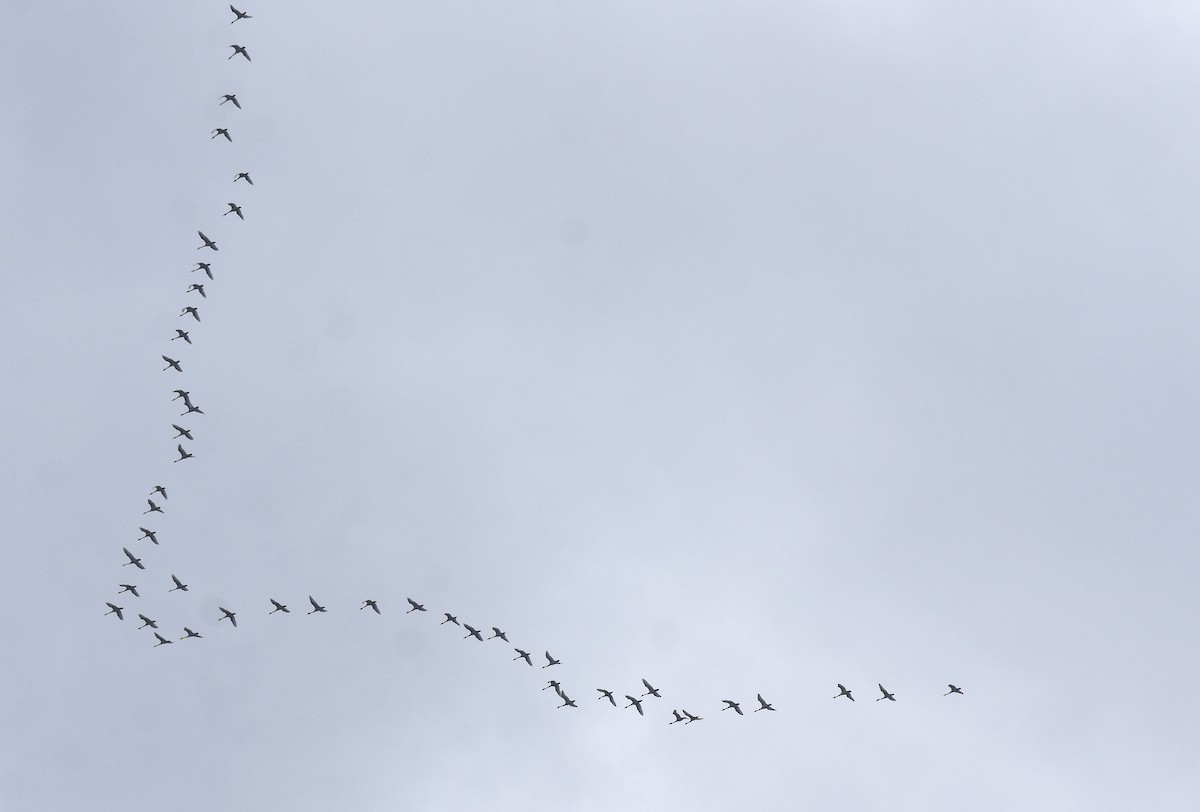 Tundra Swan - Tom and Janet Kuehl