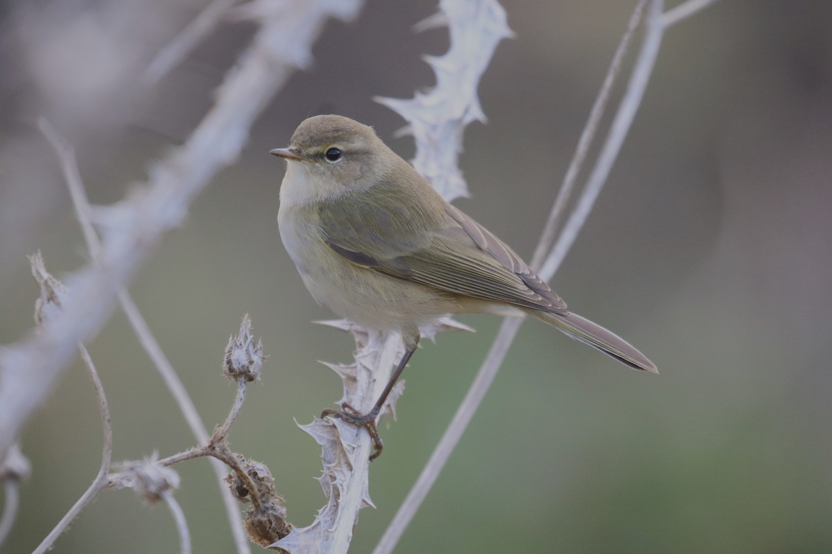 Common Chiffchaff - ML611476918