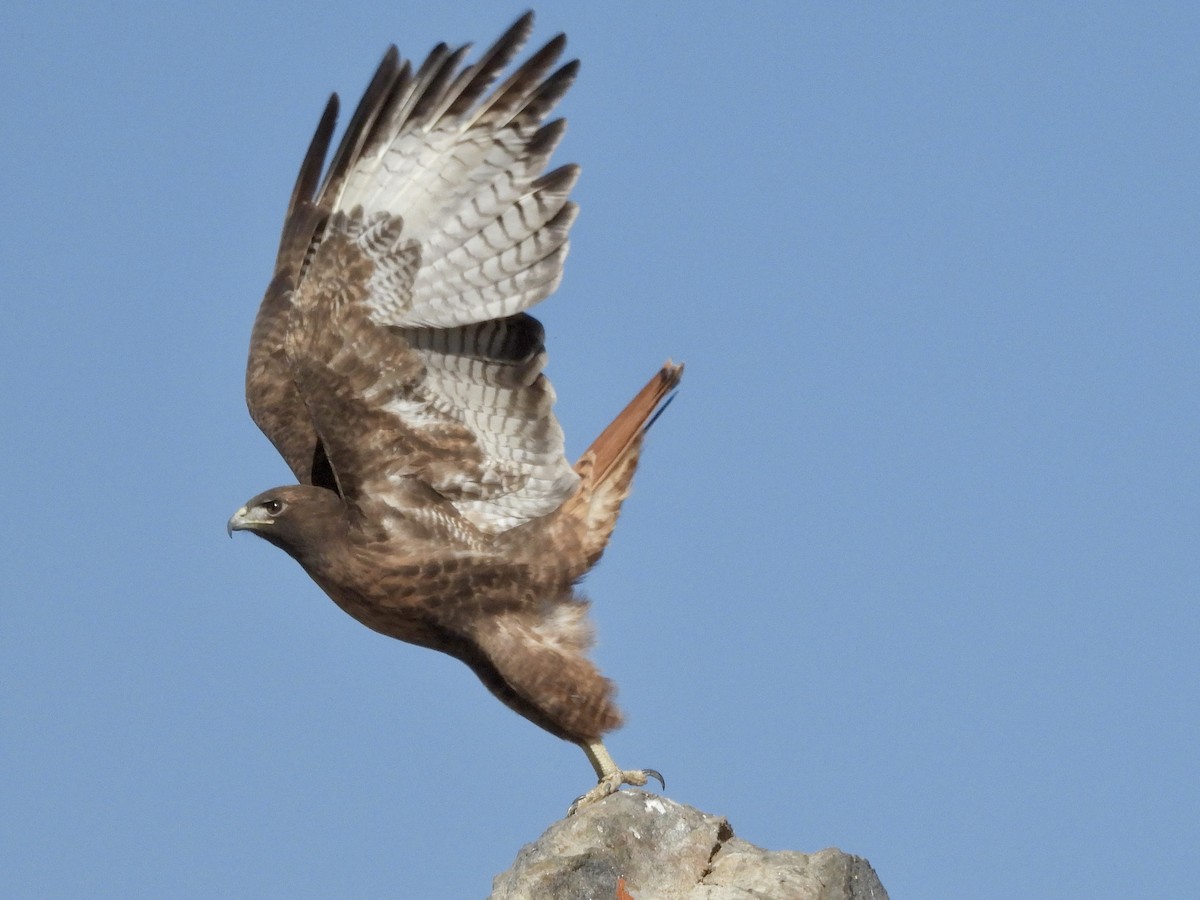Red-tailed Hawk - ML611476933