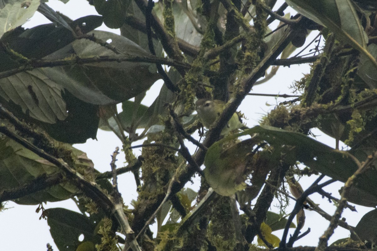 Brown-capped Vireo - ML611477064