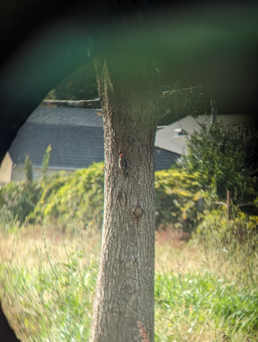 Red-naped Sapsucker - ML611477083