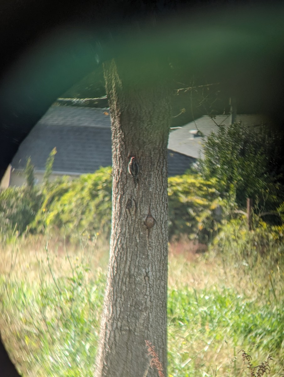 Red-naped Sapsucker - ML611477084