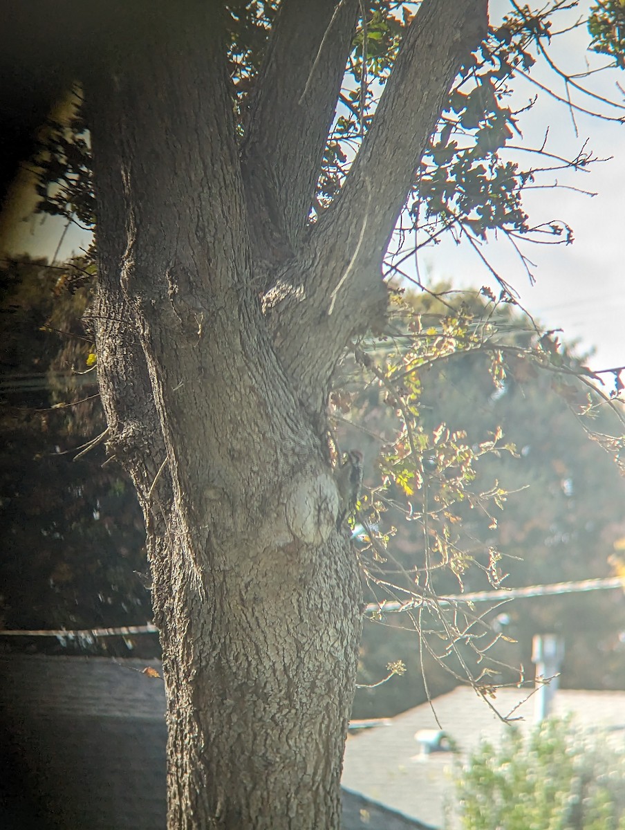 Red-naped Sapsucker - ML611477085