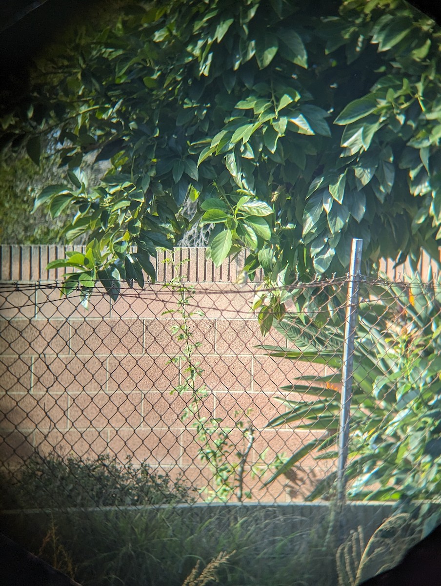 Yellow-green Vireo - ML611477124