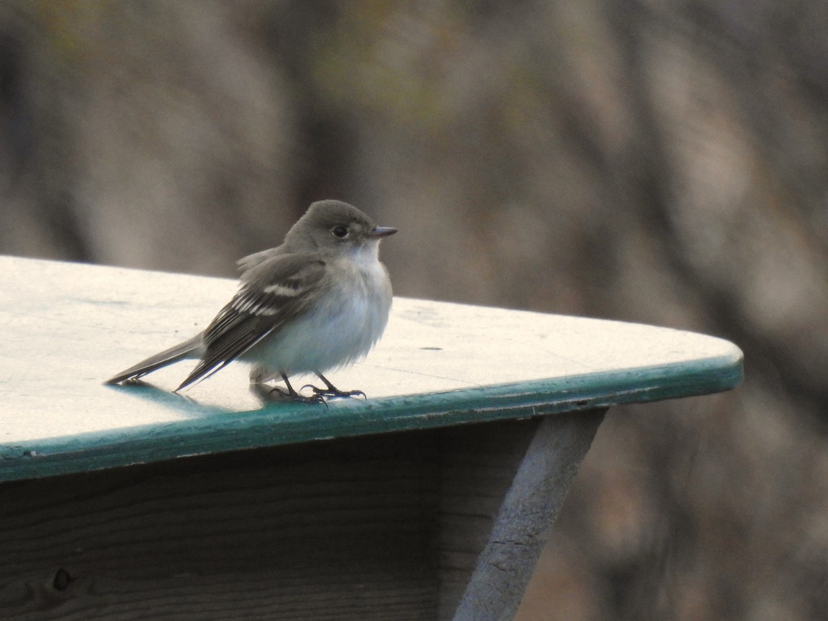 Alder Flycatcher - ML611477139