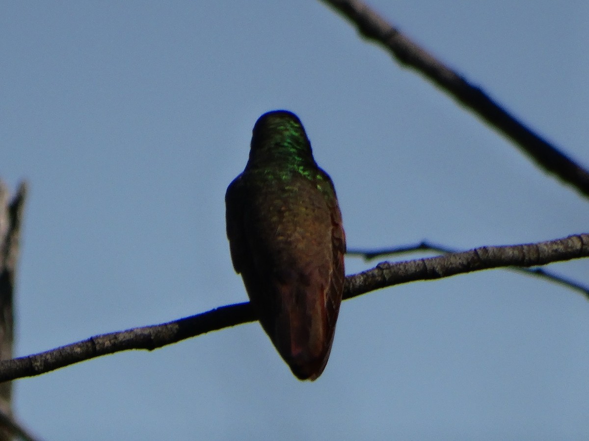 Berylline Hummingbird - ML611477170