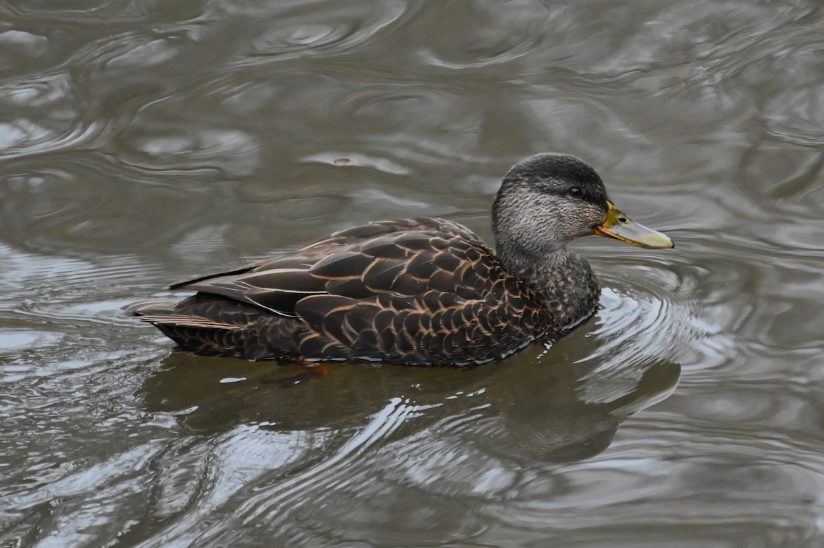 American Black Duck - ML611477178