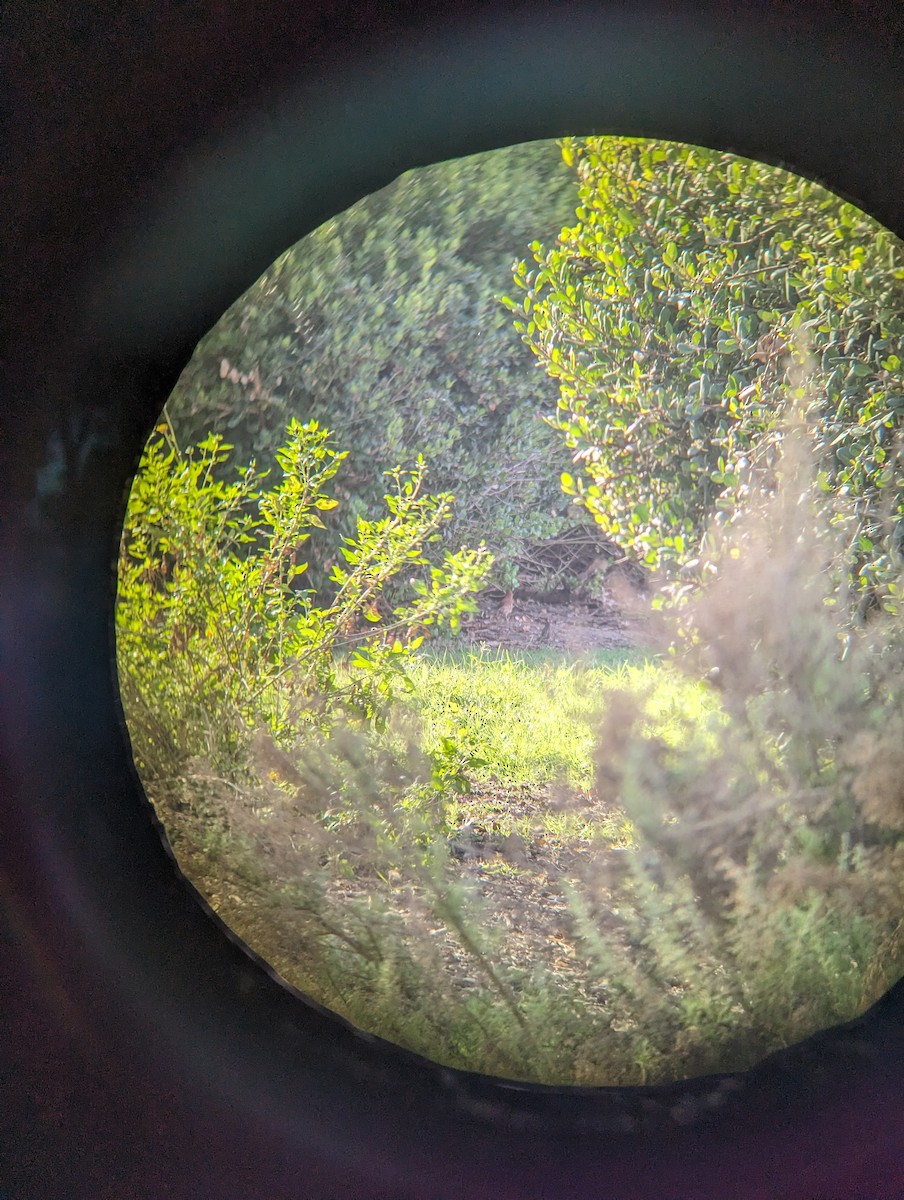 Brown Thrasher - ML611477181