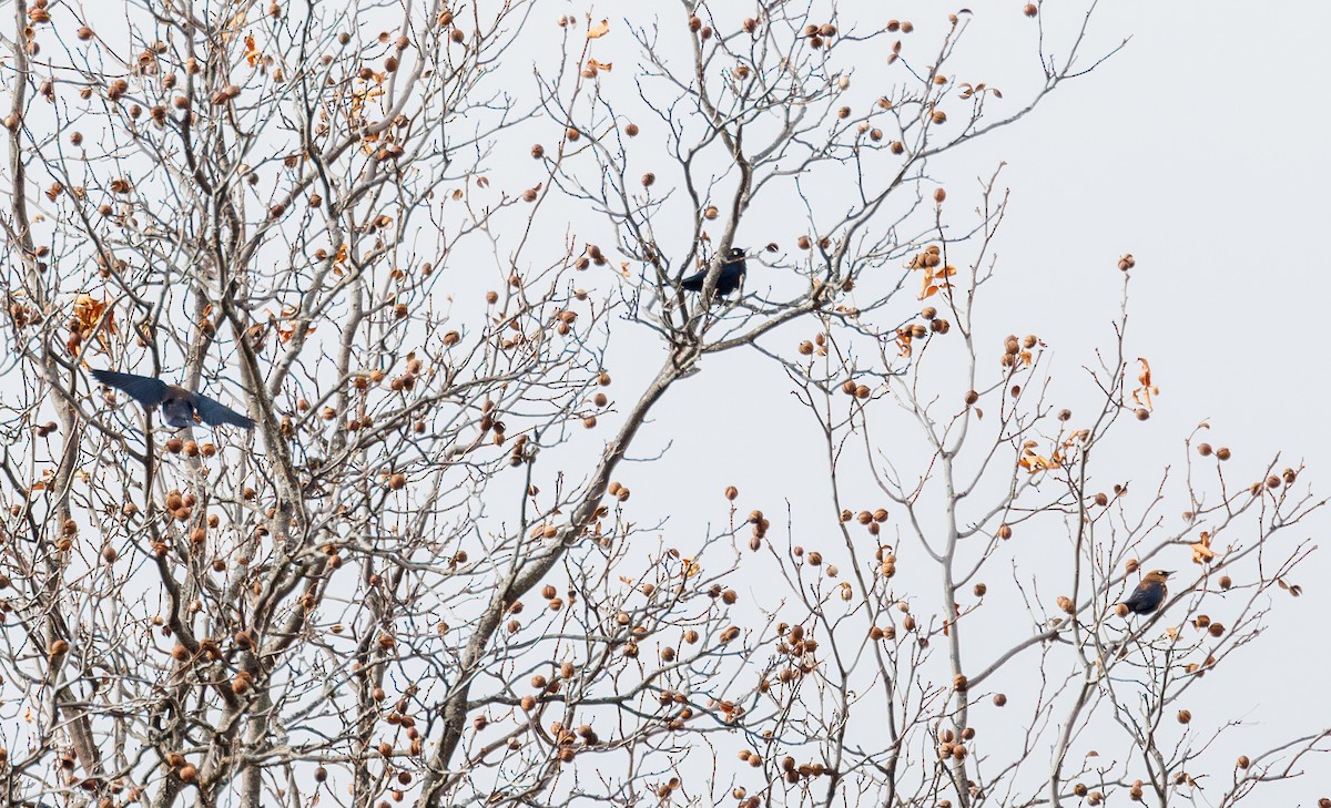 Rusty Blackbird - ML611477213