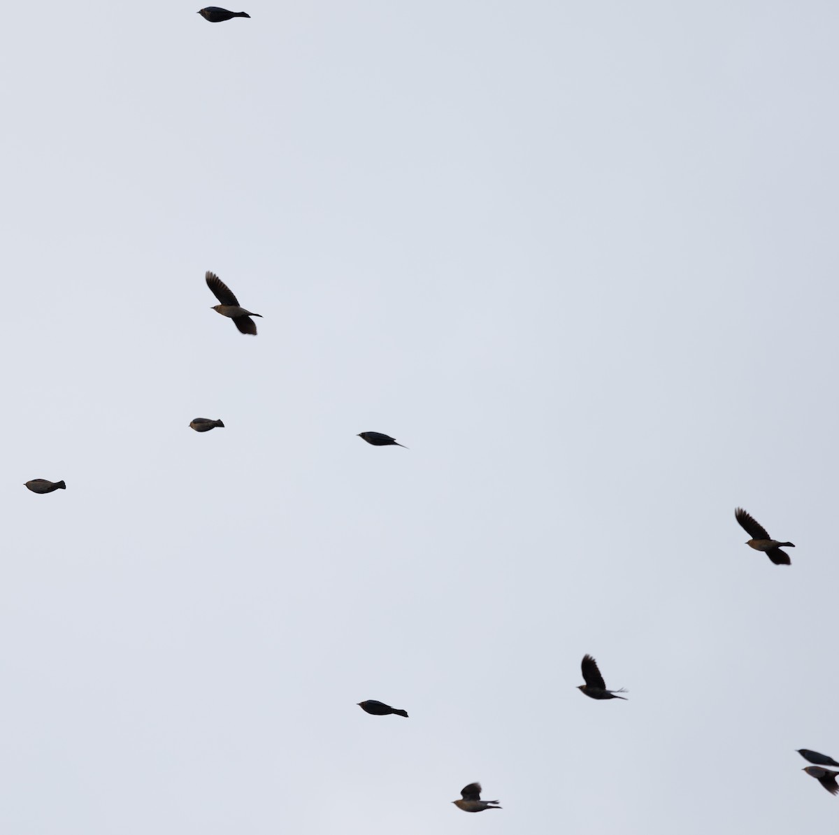 Rusty Blackbird - ML611477214