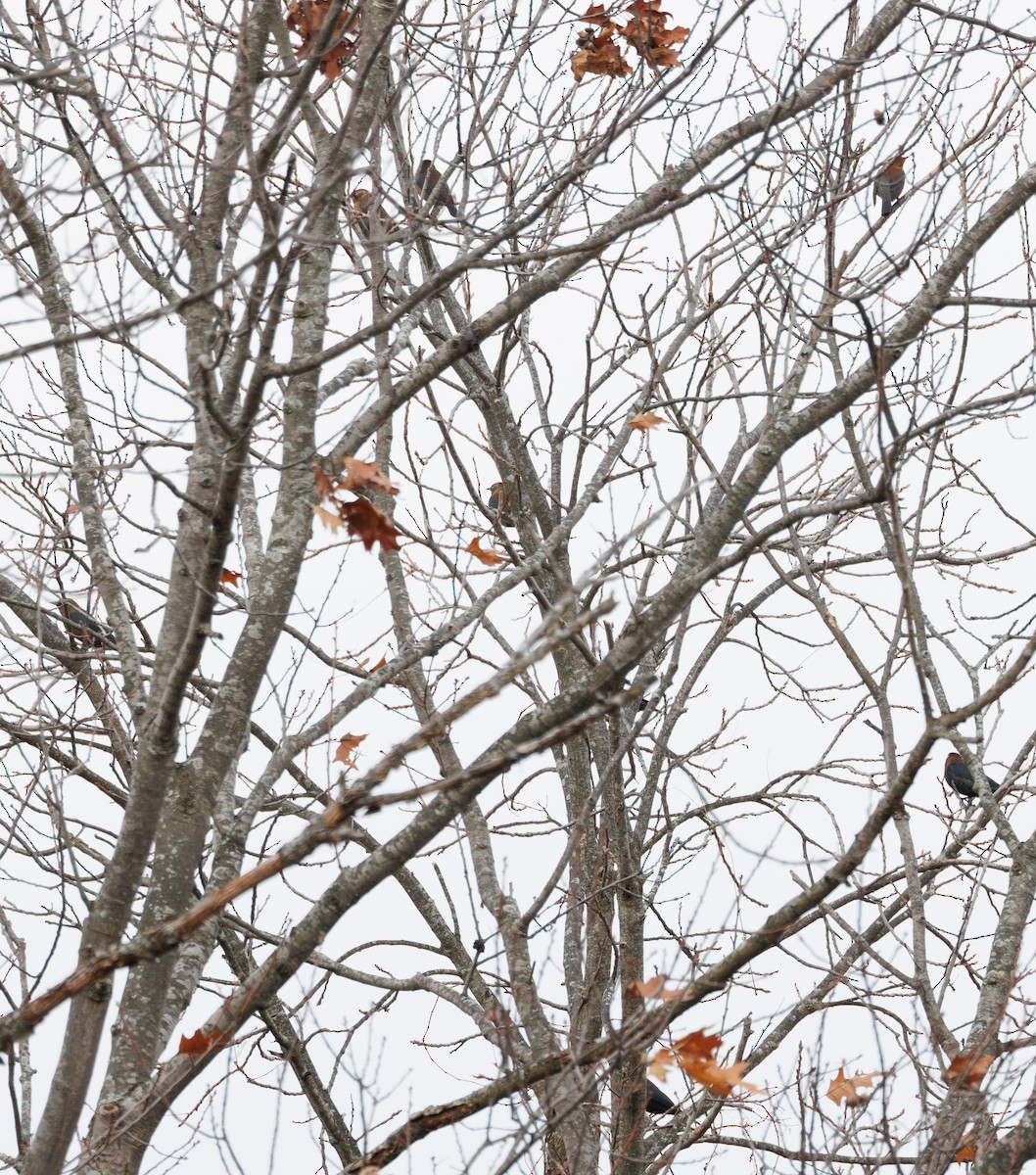 Rusty Blackbird - ML611477215