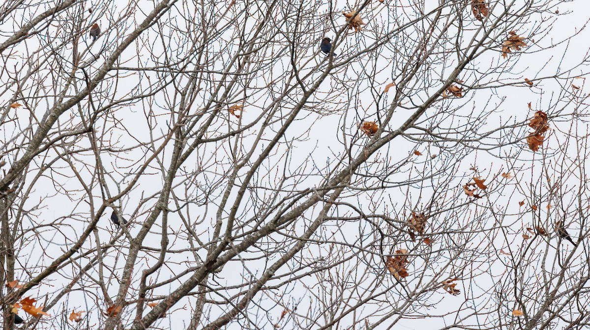 Rusty Blackbird - ML611477216