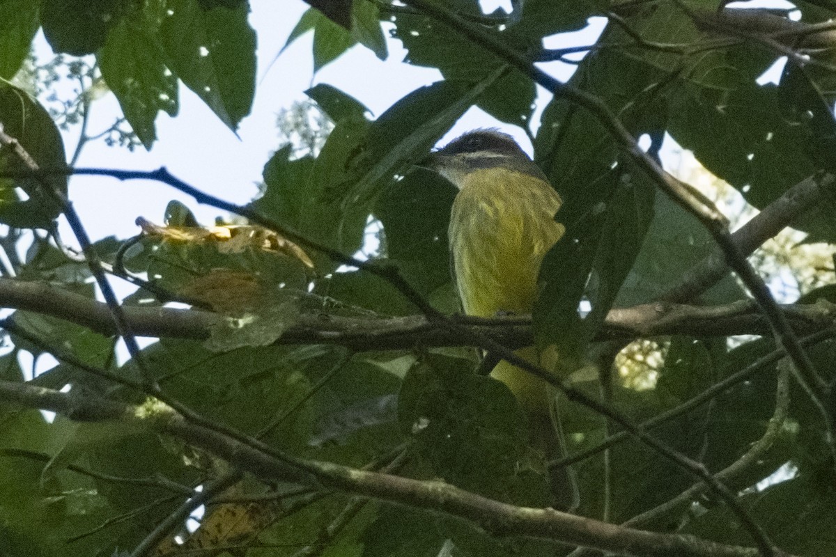 Piratic Flycatcher - ML611477252