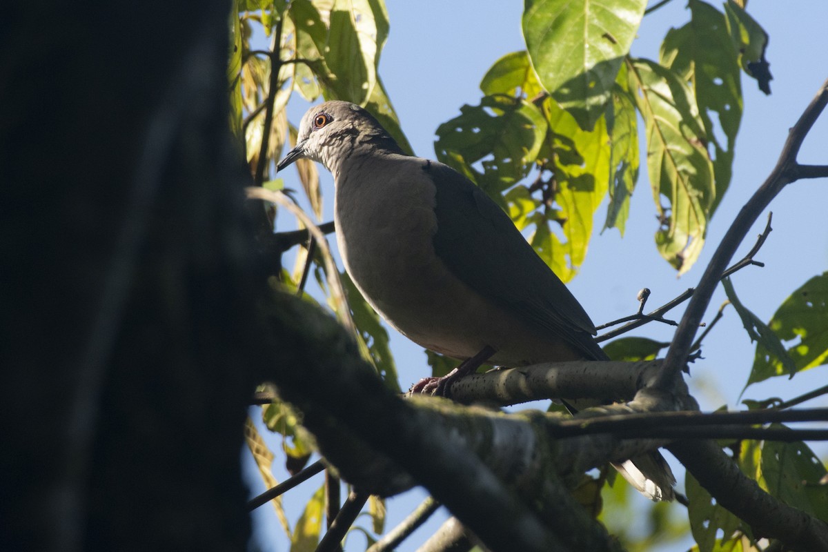 White-tipped Dove (decolor) - ML611477259