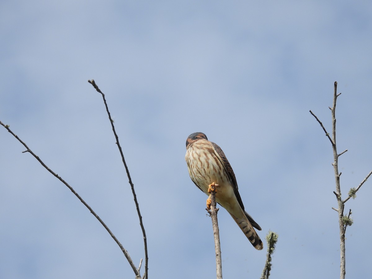 American Kestrel - ML611477265