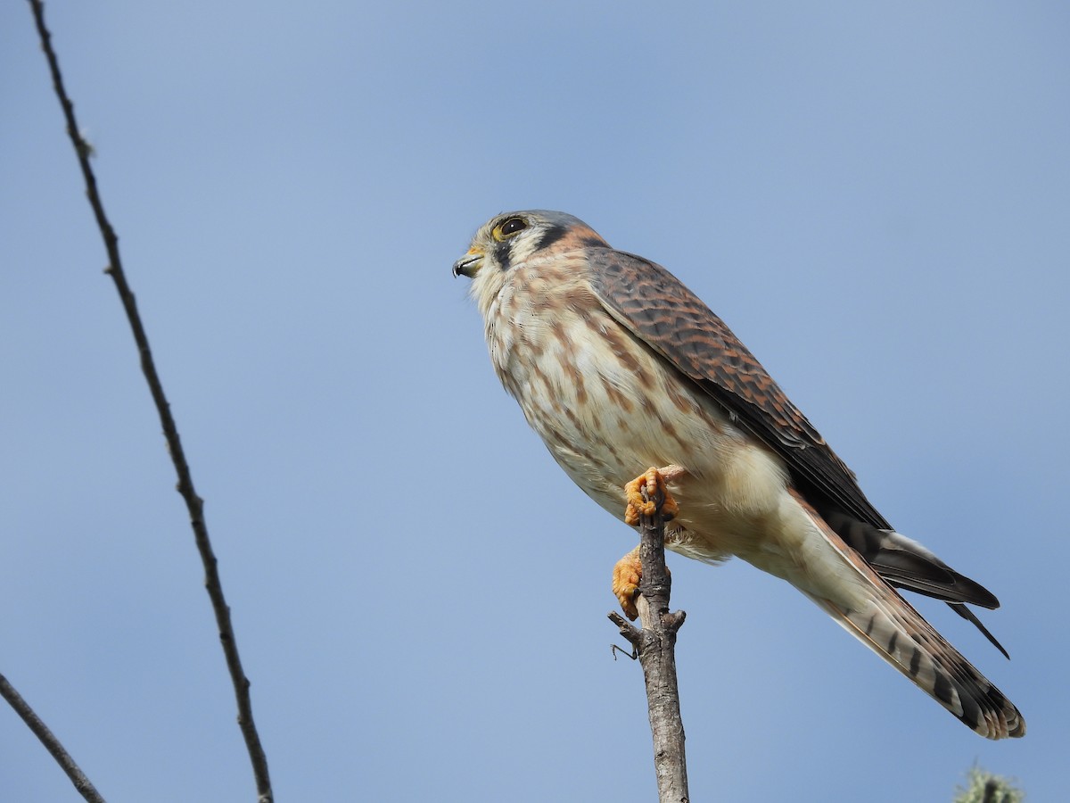 American Kestrel - ML611477266