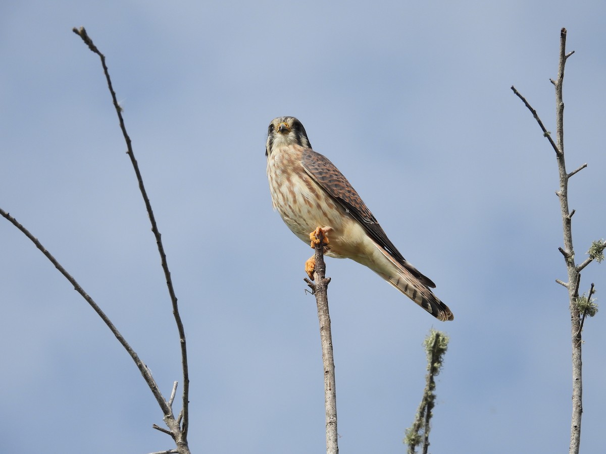 American Kestrel - ML611477269