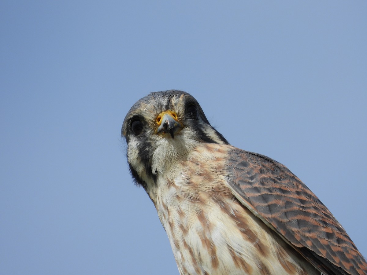 American Kestrel - ML611477272