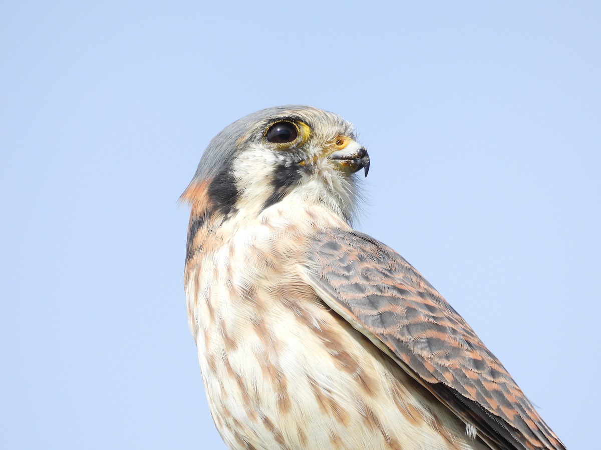 American Kestrel - ML611477274