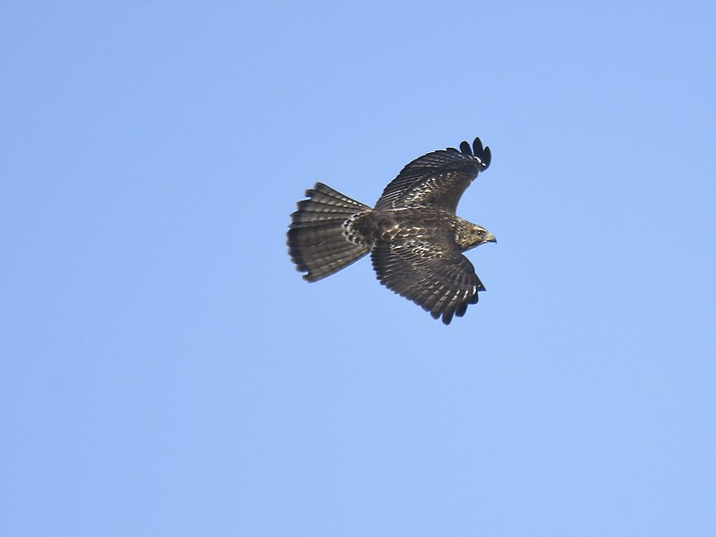 Broad-winged Hawk - ML611477298