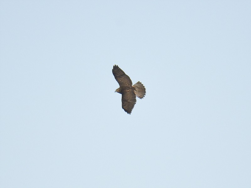 Broad-winged Hawk - ML611477299