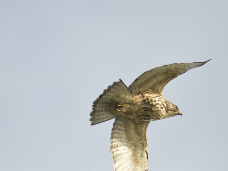 Broad-winged Hawk - ML611477300