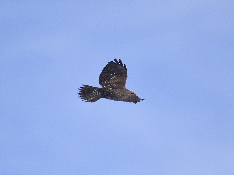 Broad-winged Hawk - ML611477301