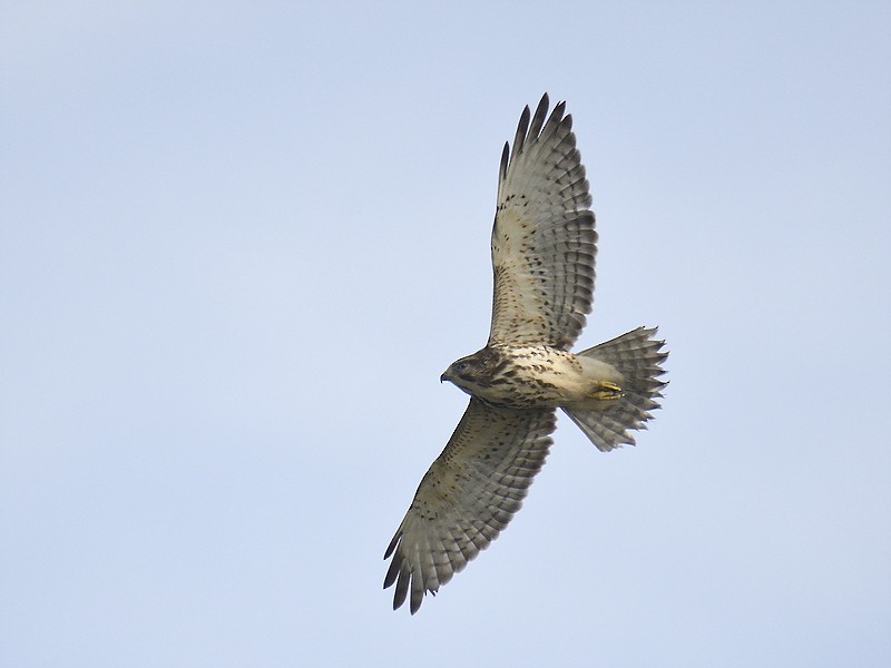 Broad-winged Hawk - ML611477302