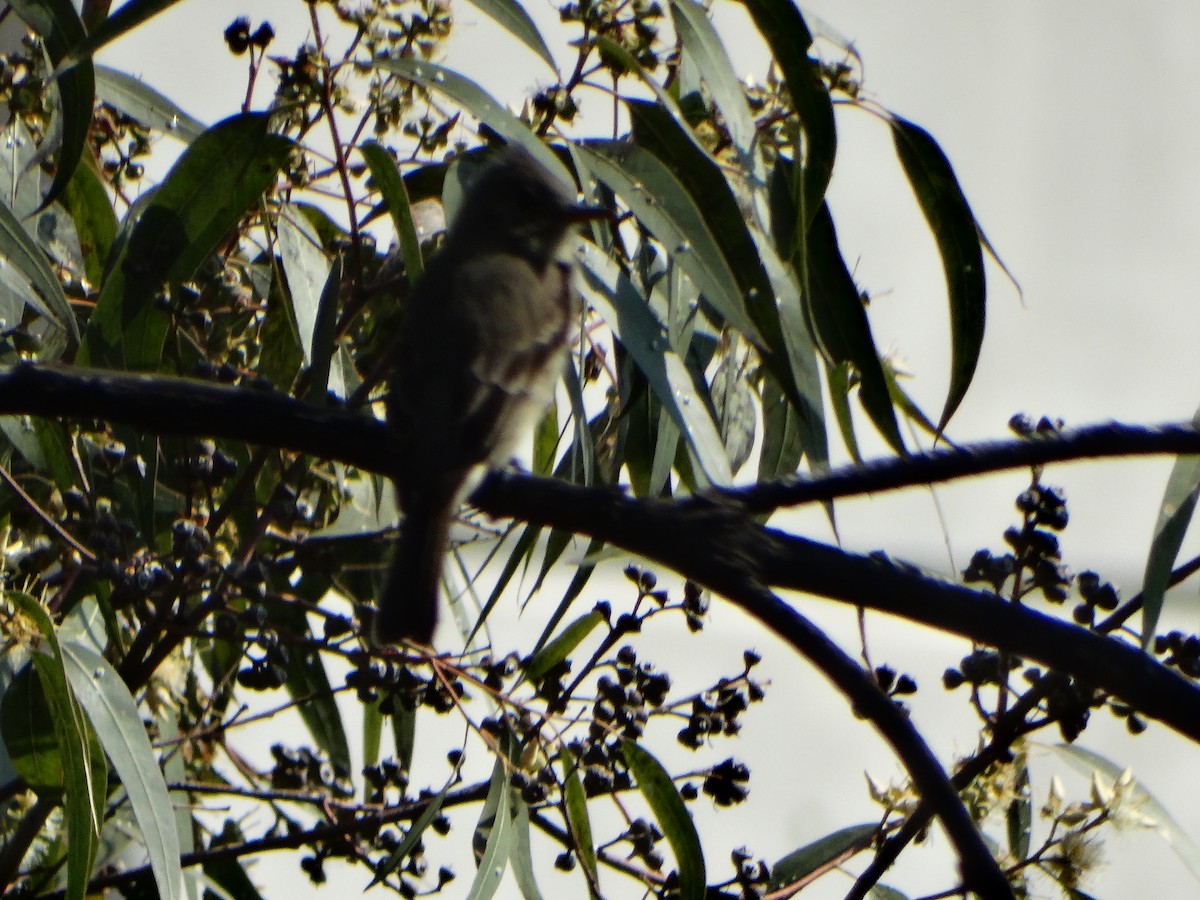 Greater Pewee - ML611477341
