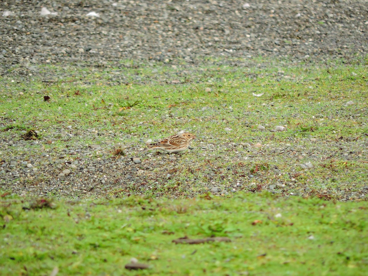 Lapland Longspur - ML611477363