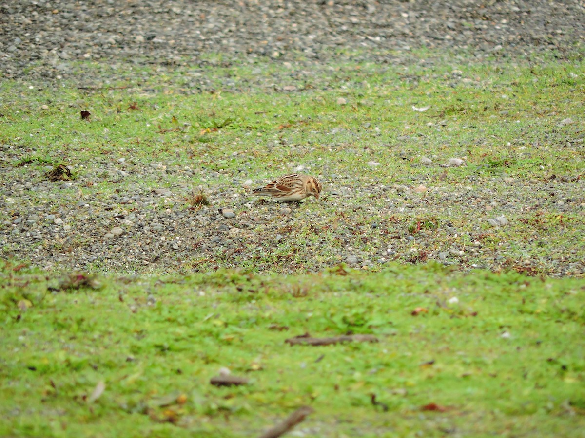 Lapland Longspur - ML611477364