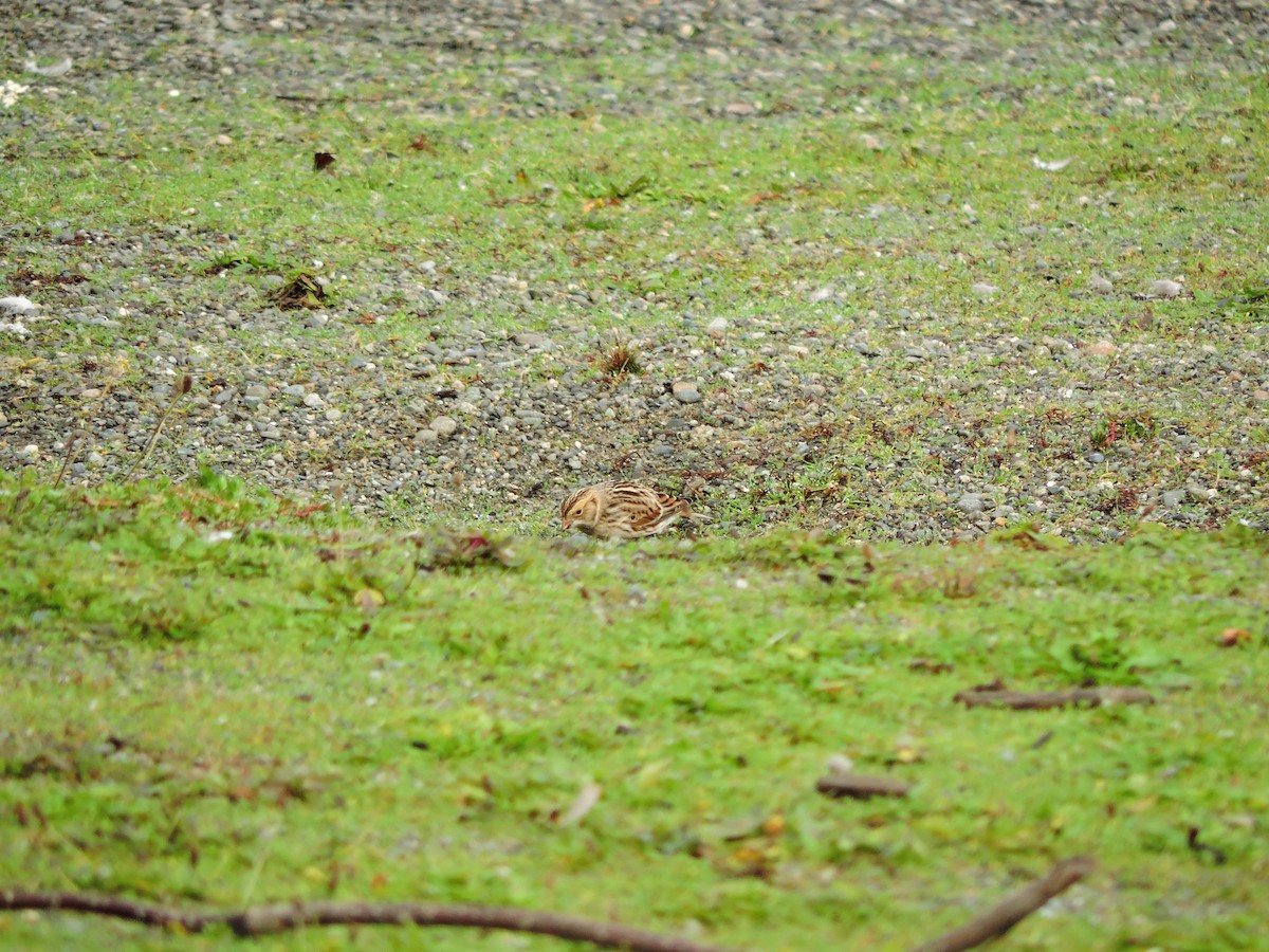 Lapland Longspur - ML611477366