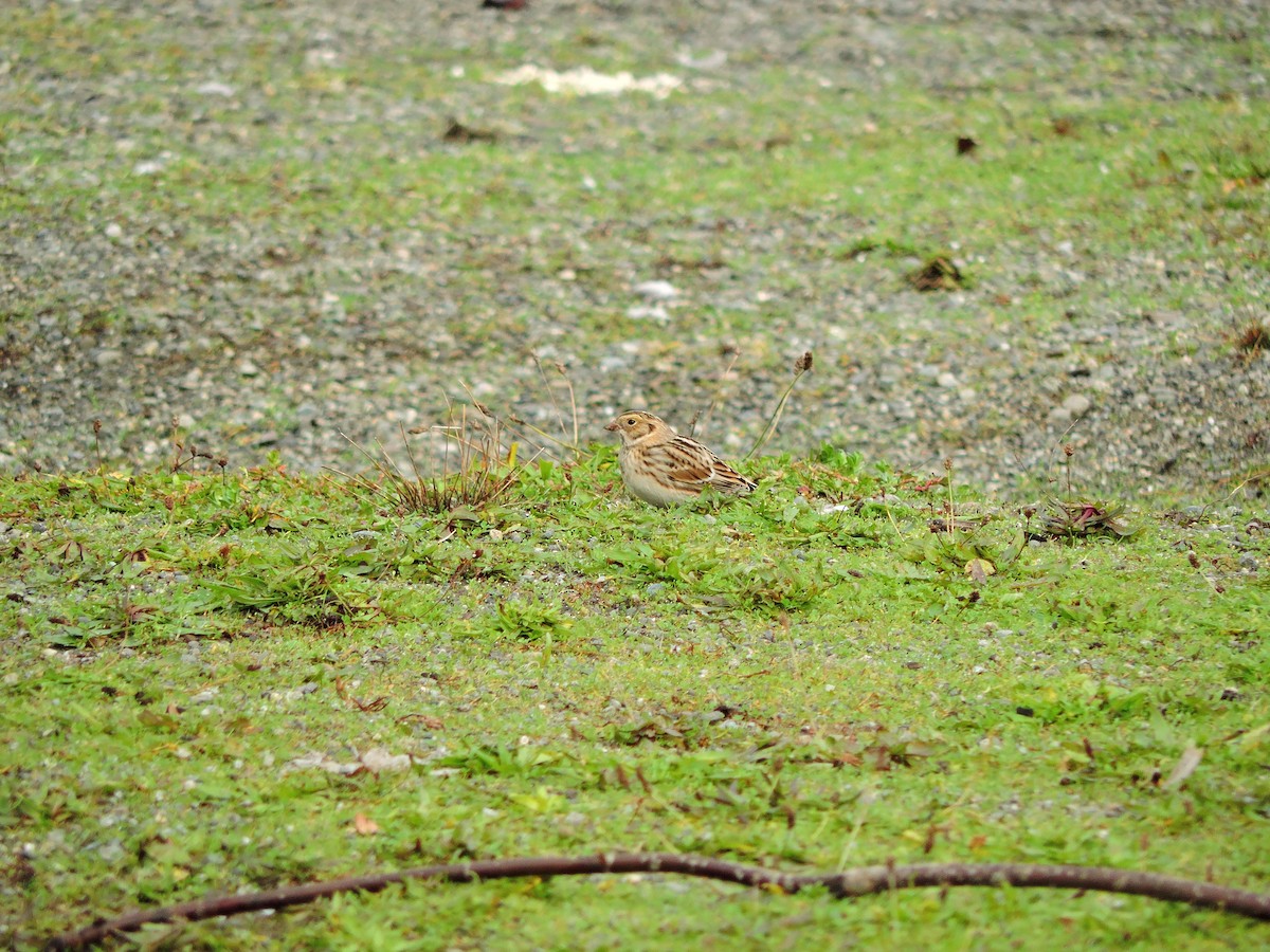 Lapland Longspur - ML611477369