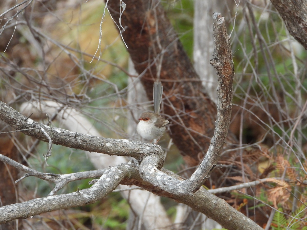 Superb Fairywren - David Flumm