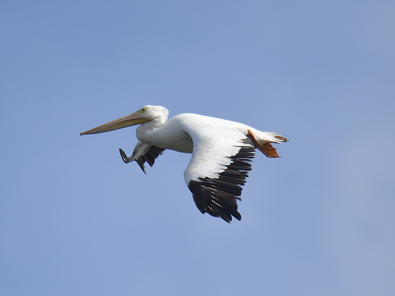 American White Pelican - ML611477393