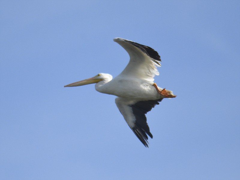 American White Pelican - ML611477395