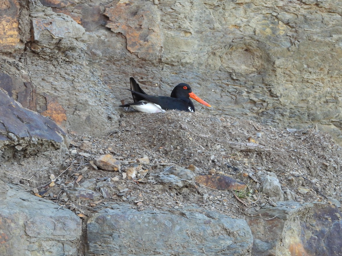 Pied Oystercatcher - ML611477672