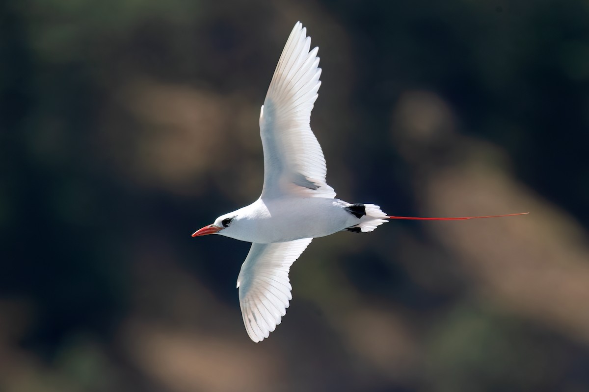Red-tailed Tropicbird - ML611477710
