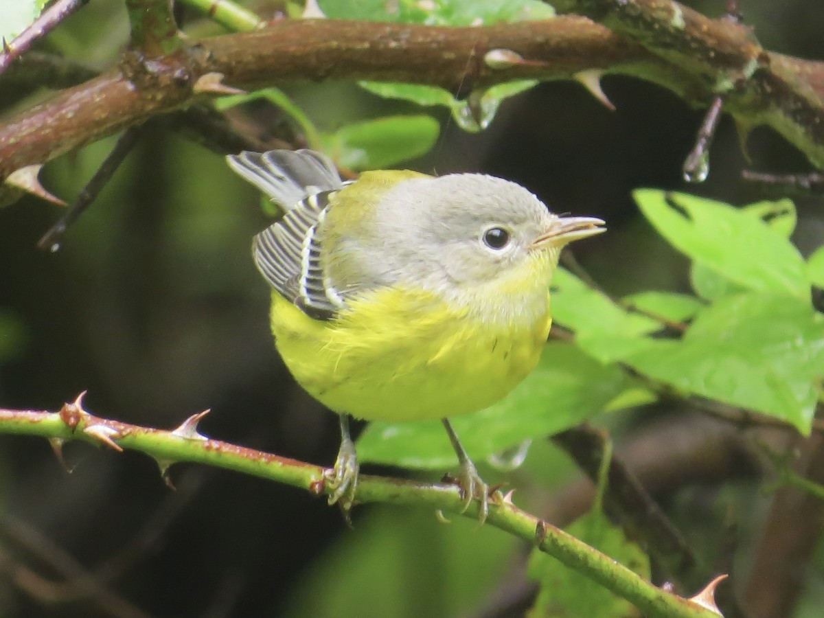 Magnolia Warbler - ML611477725