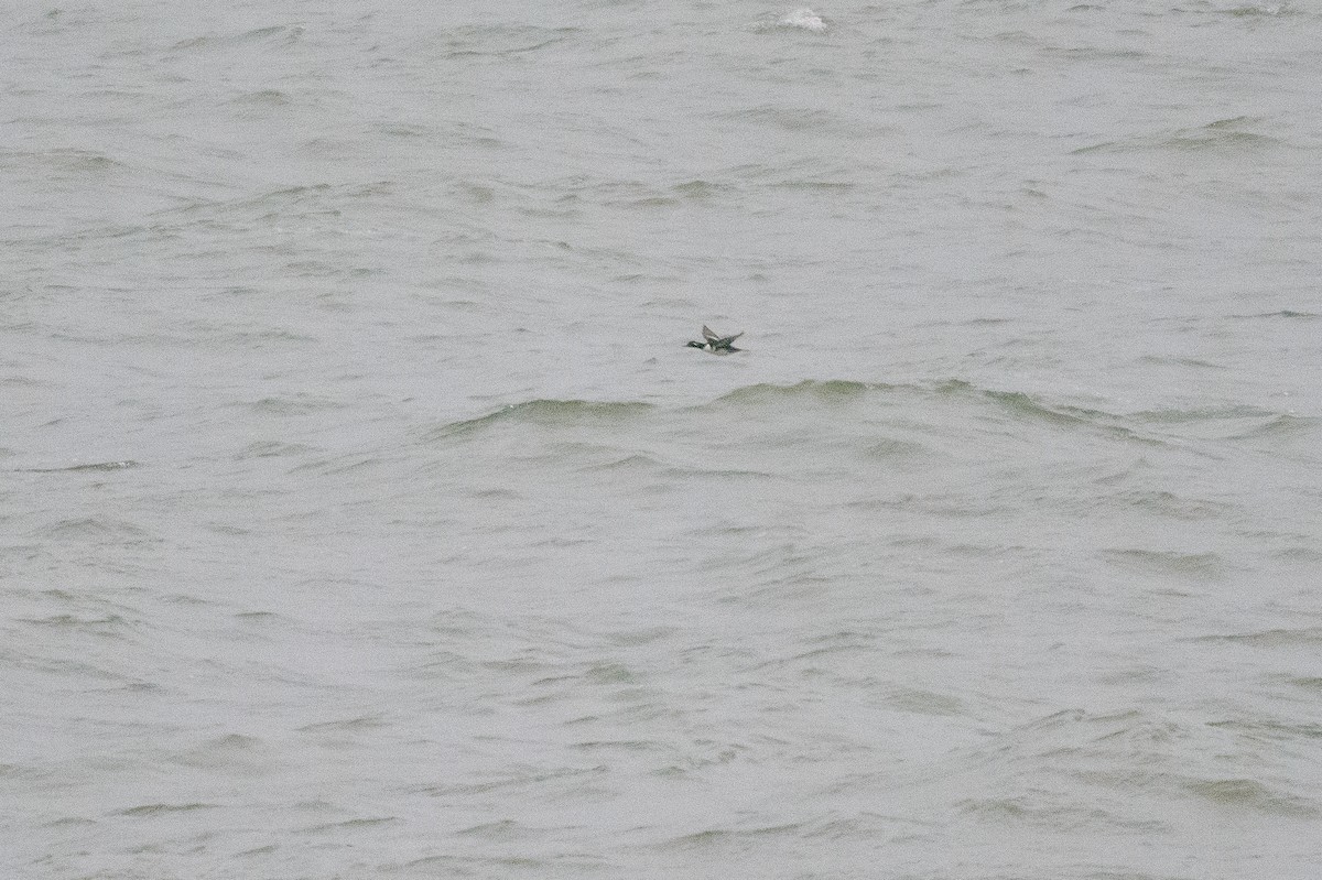 Hooded Merganser - Josh Davidson