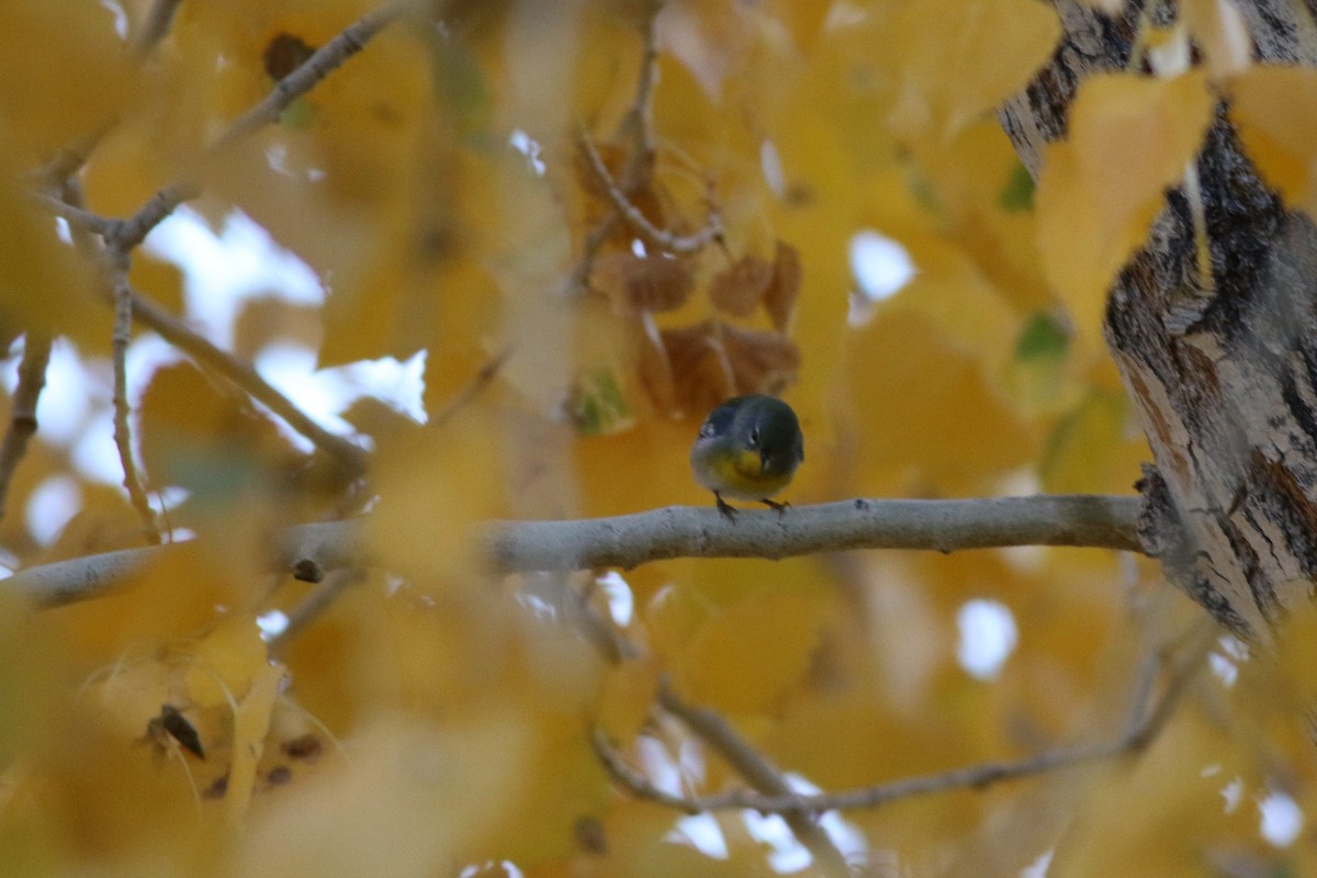 Northern Parula - ML611477770