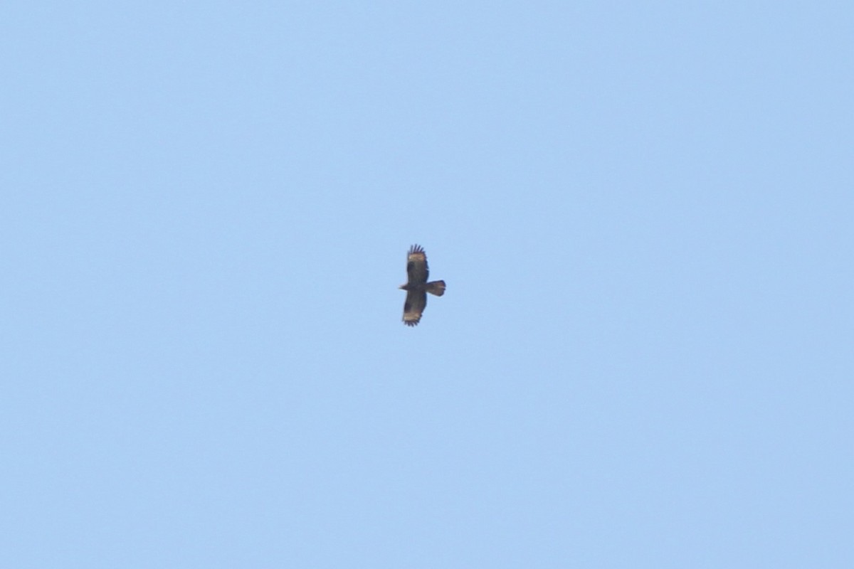 European Honey-buzzard - ML611477792