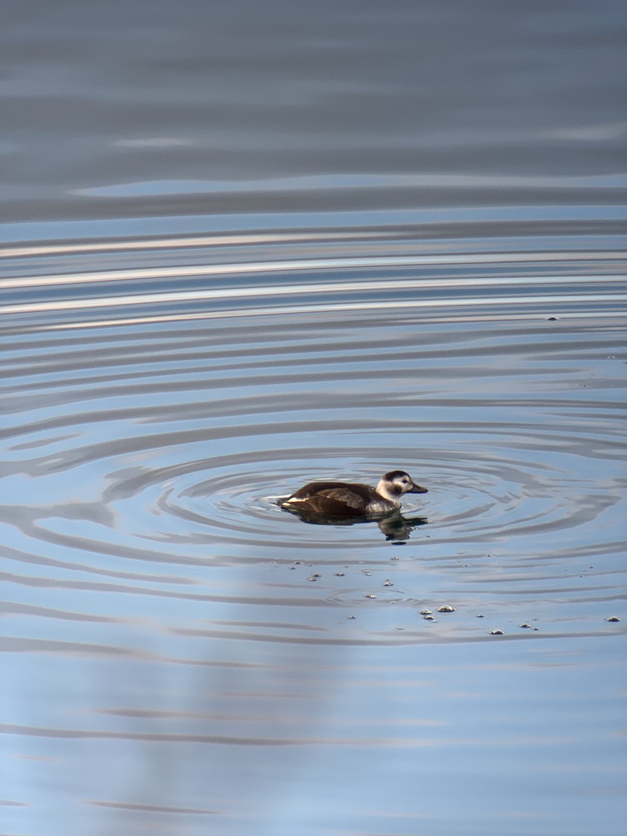 Long-tailed Duck - ML611477832