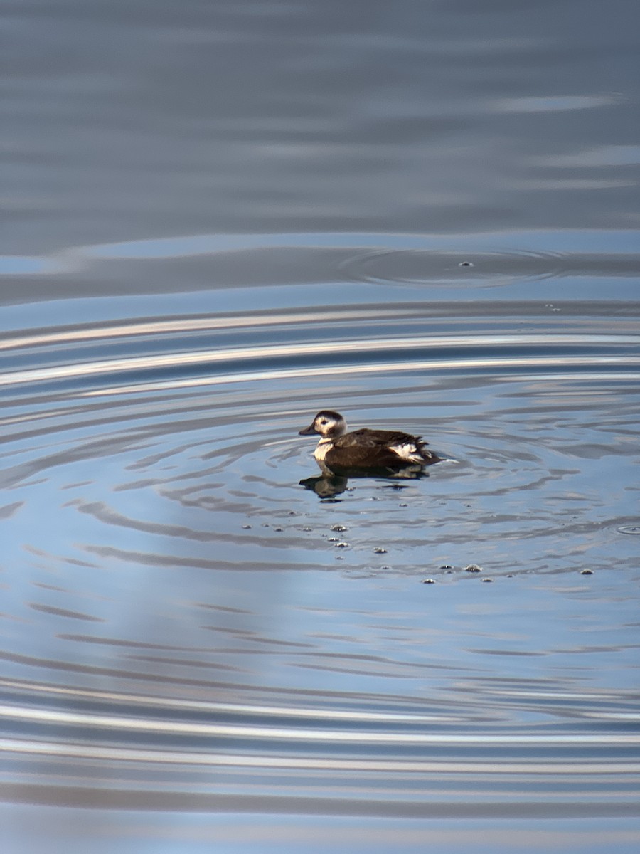 Long-tailed Duck - ML611477833