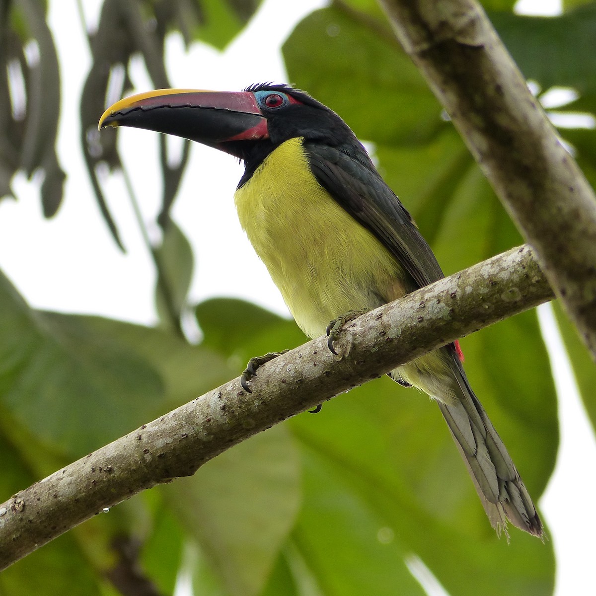 Green Aracari - Maria Ogrzewalska