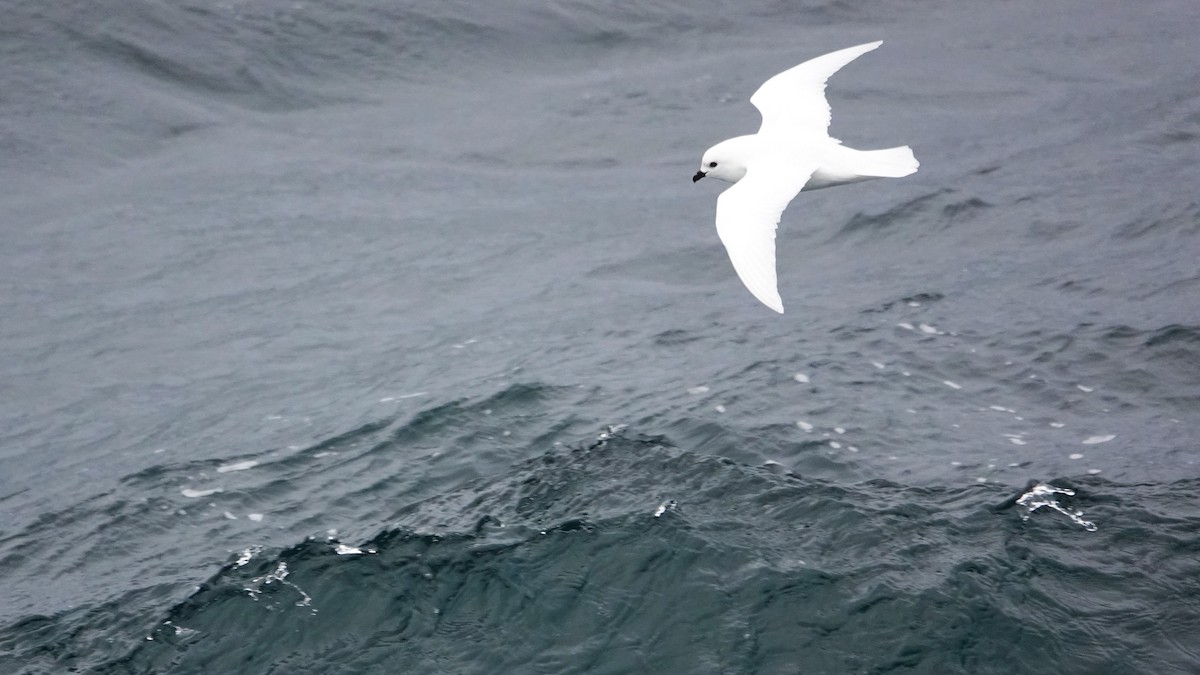 Snow Petrel - Marianne Fan