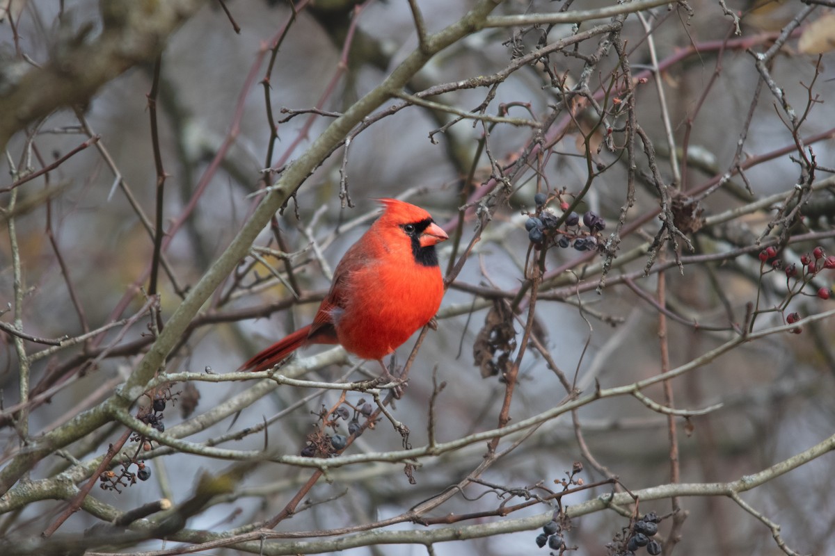 Cardinal rouge - ML611478015