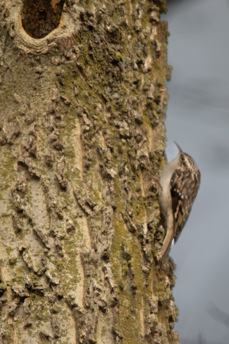 Brown Creeper - Clinton S. Boyd