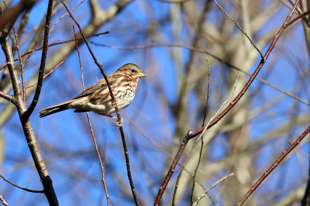 Fox Sparrow - ML611478029