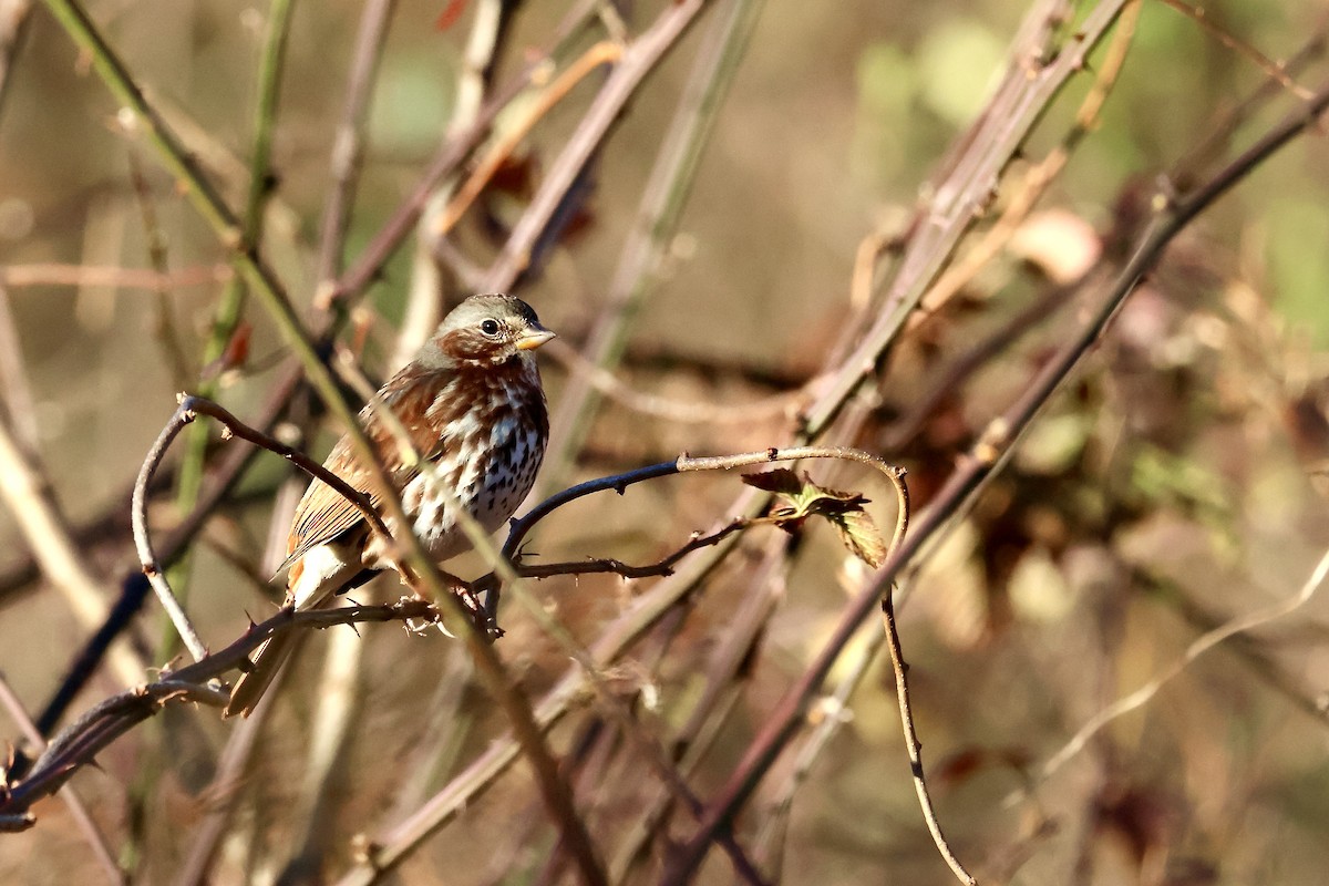 Fox Sparrow - ML611478030